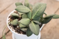 Image 2 of Hoya Tsangii