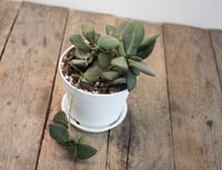 Image 3 of Hoya Tsangii