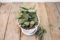 Image 1 of Hoya Tsangii