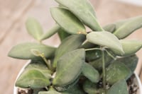 Image 4 of Hoya Tsangii