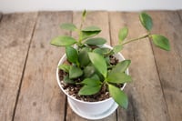 Image 1 of Hoya Noona