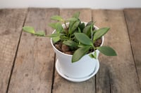 Image 2 of Hoya Noona