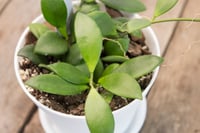 Image 3 of Hoya Noona