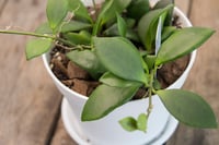 Image 4 of Hoya Noona