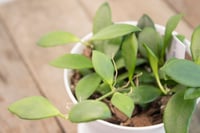 Image 5 of Hoya Noona