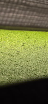 Image 1 of duck weed