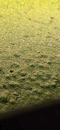 Image 3 of duck weed