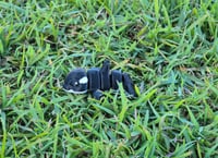 Image 1 of Mini Orca