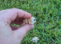 Image 2 of TINY Sloths