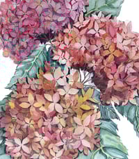 Image 2 of Hortensias