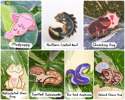 PinClub Amphibians (Standard)
