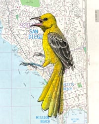 San Diego Oriole