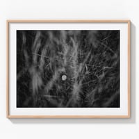 Freshkills No.5: Snail shell