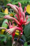 Anigozanthos flavidus - Red Kangaroo Paw