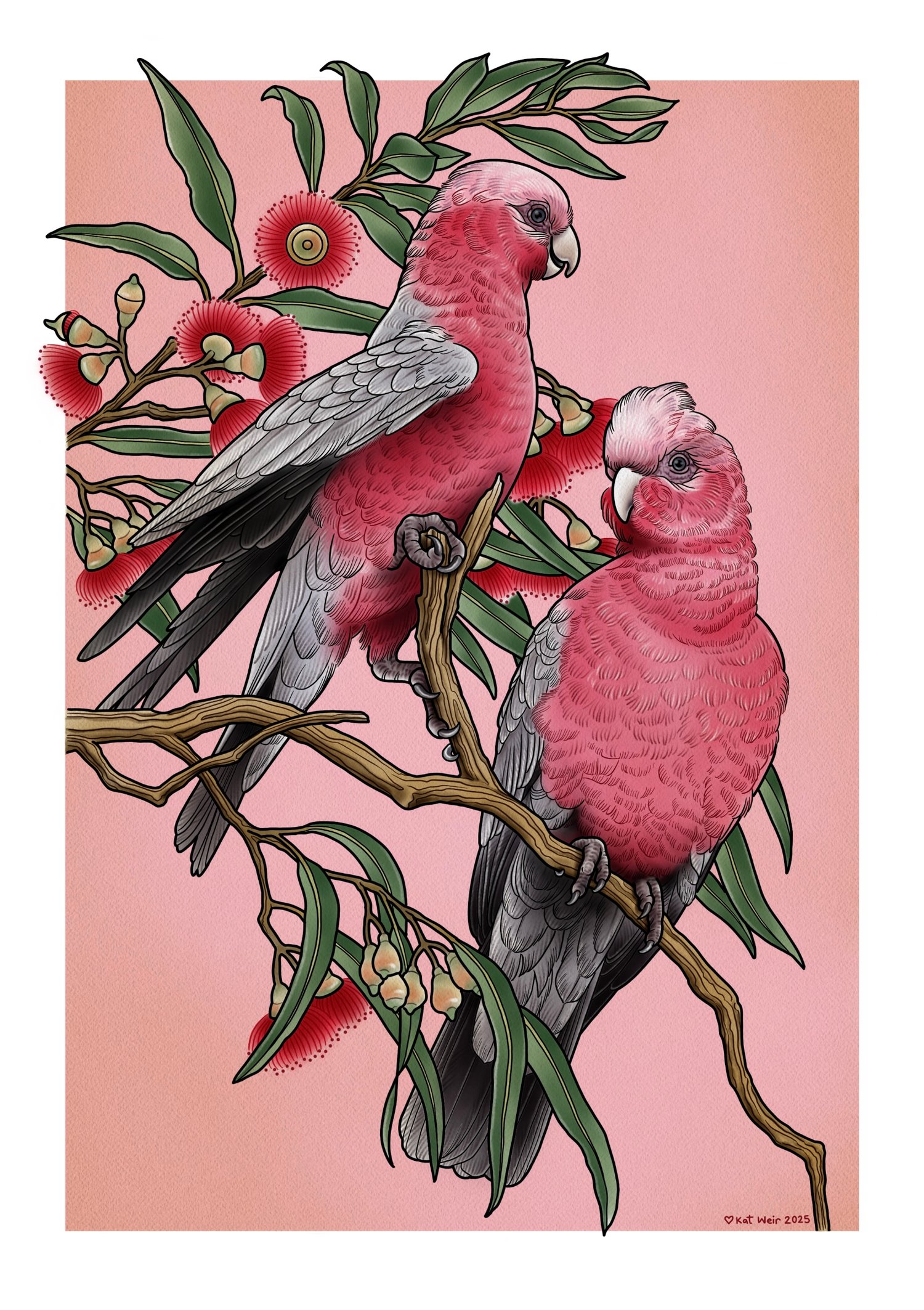 Flamin’ Galahs