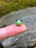 Teeny Rain Frog