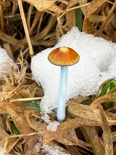 Image of Dune Grass Mushroom Plant Spike