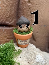 Image 5 of Mini mandrágora bellotas.