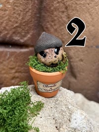 Image 6 of Mini mandrágora bellotas.