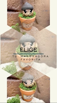 Image 4 of Mini mandrágora bellotas.