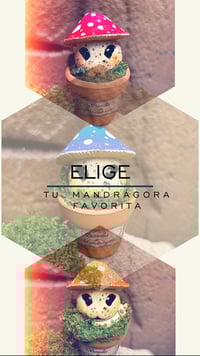 Image 5 of Mini mandrágoras setas