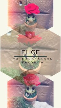 Image 3 of Pack mesa expositora + 5 mini mandrágoras