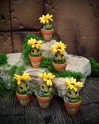 Image 1 of Mini mandrágora girasol