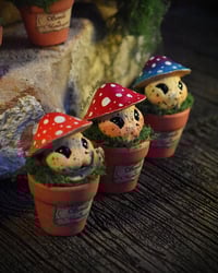 Image 2 of Mini mandrágoras setas