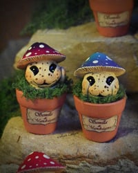 Image 3 of Mini mandrágoras setas