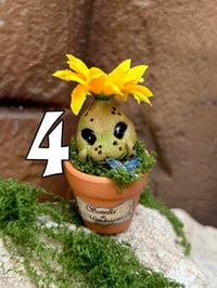 Image 6 of Mini mandrágora girasol