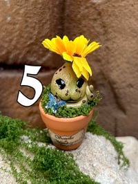 Image 7 of Mini mandrágora girasol