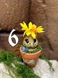 Image 8 of Mini mandrágora girasol