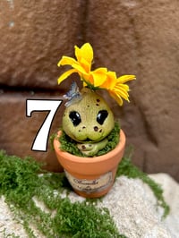 Image 9 of Mini mandrágora girasol