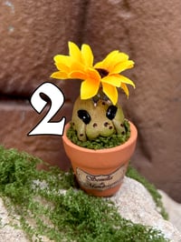 Image 4 of Mini mandrágora girasol