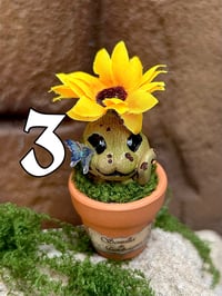 Image 5 of Mini mandrágora girasol