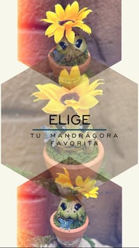 Image 2 of Mini mandrágora girasol