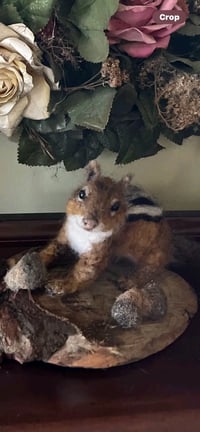 Image 2 of Chipmunk