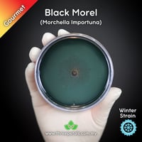Image 1 of Black Morel (Morchella Importuna) Live Mycelium Mushroom Culture Spawn Seed