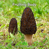Image 2 of Black Morel (Morchella Importuna) Live Mycelium Mushroom Culture Spawn Seed