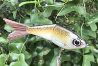 Image 5 of SPEEDBAITS Custom Airbrushed Swimbait 4056