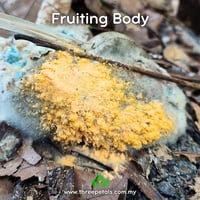 Image 2 of Orange Mold (Neurospora Crassa) Live Mycelium Mushroom Culture Spawn Seed