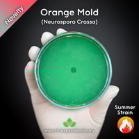 Image 1 of Orange Mold (Neurospora Crassa) Live Mycelium Mushroom Culture Spawn Seed