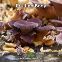 Image 2 of Lilac Hairy Oyster (Panus Rudis) Live Mycelium Mushroom Culture Spawn Seed