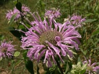 Image 1 of Wild Bergamot : Monarda fistulosa