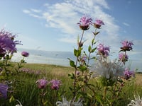 Image 2 of Wild Bergamot : Monarda fistulosa