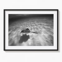 Lone ray, Grand Cayman 2015