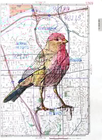 San Diego Finch