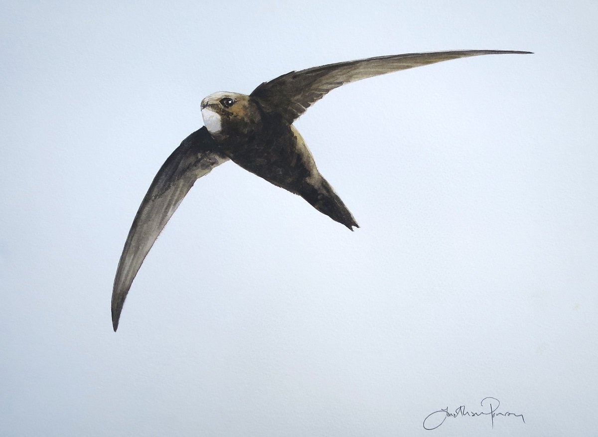 Image of Swift in flight 1