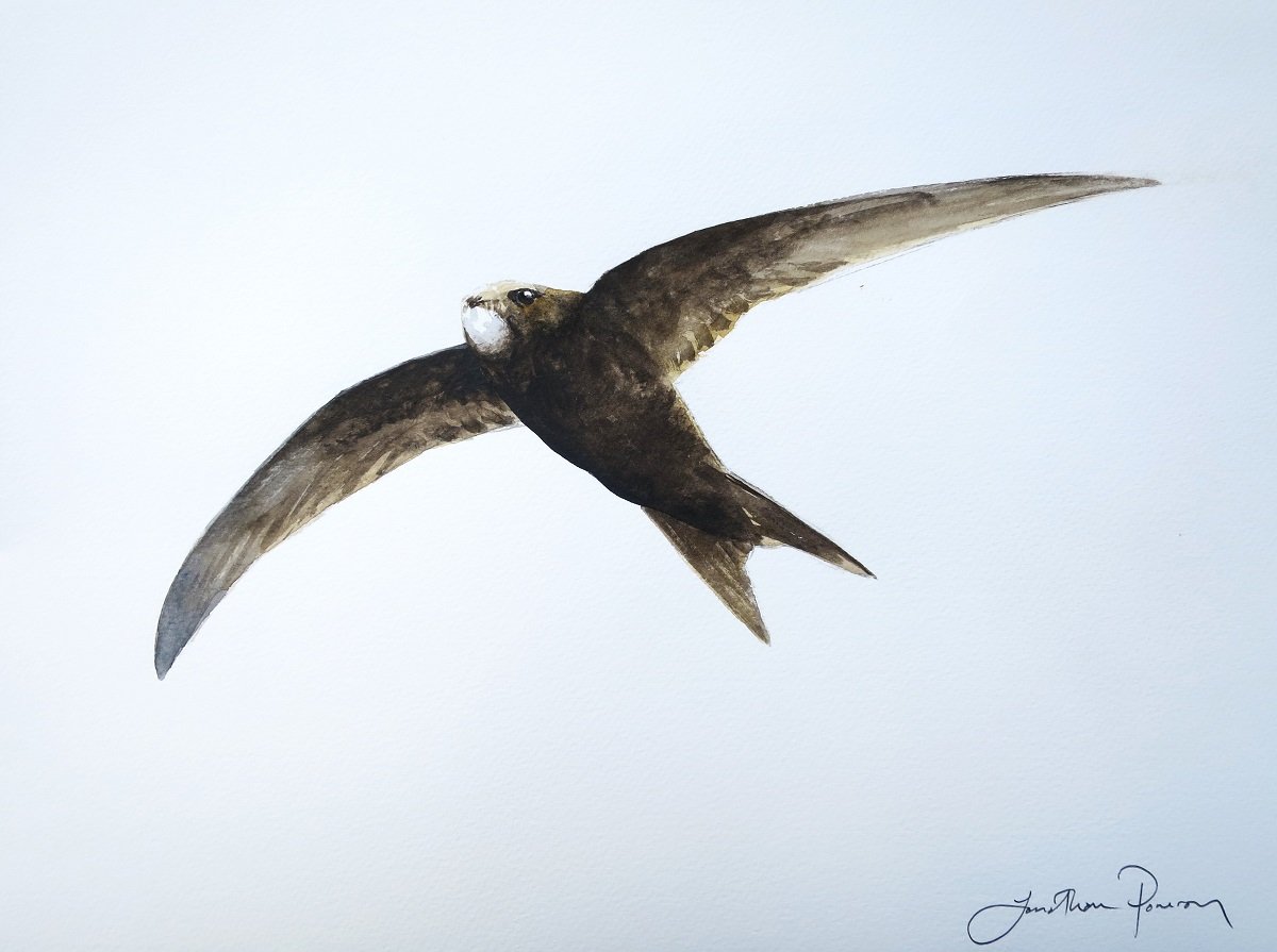 Image of Swift in flight 2
