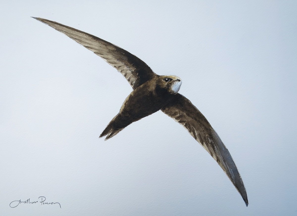 Image of Swift in flight 3